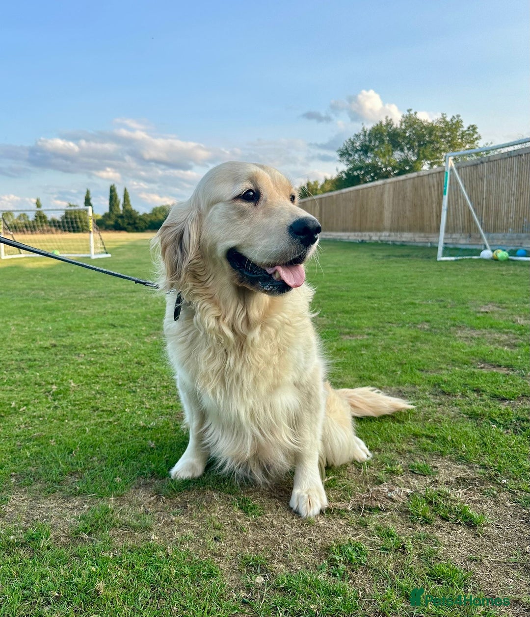 Golden Retriever dogs for sale: Golden retriever puppies - Image 2