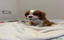Cavalier King Charles Spaniel dogs for sale: Extensively health tested parent cavalier puppy’s  - Image 24