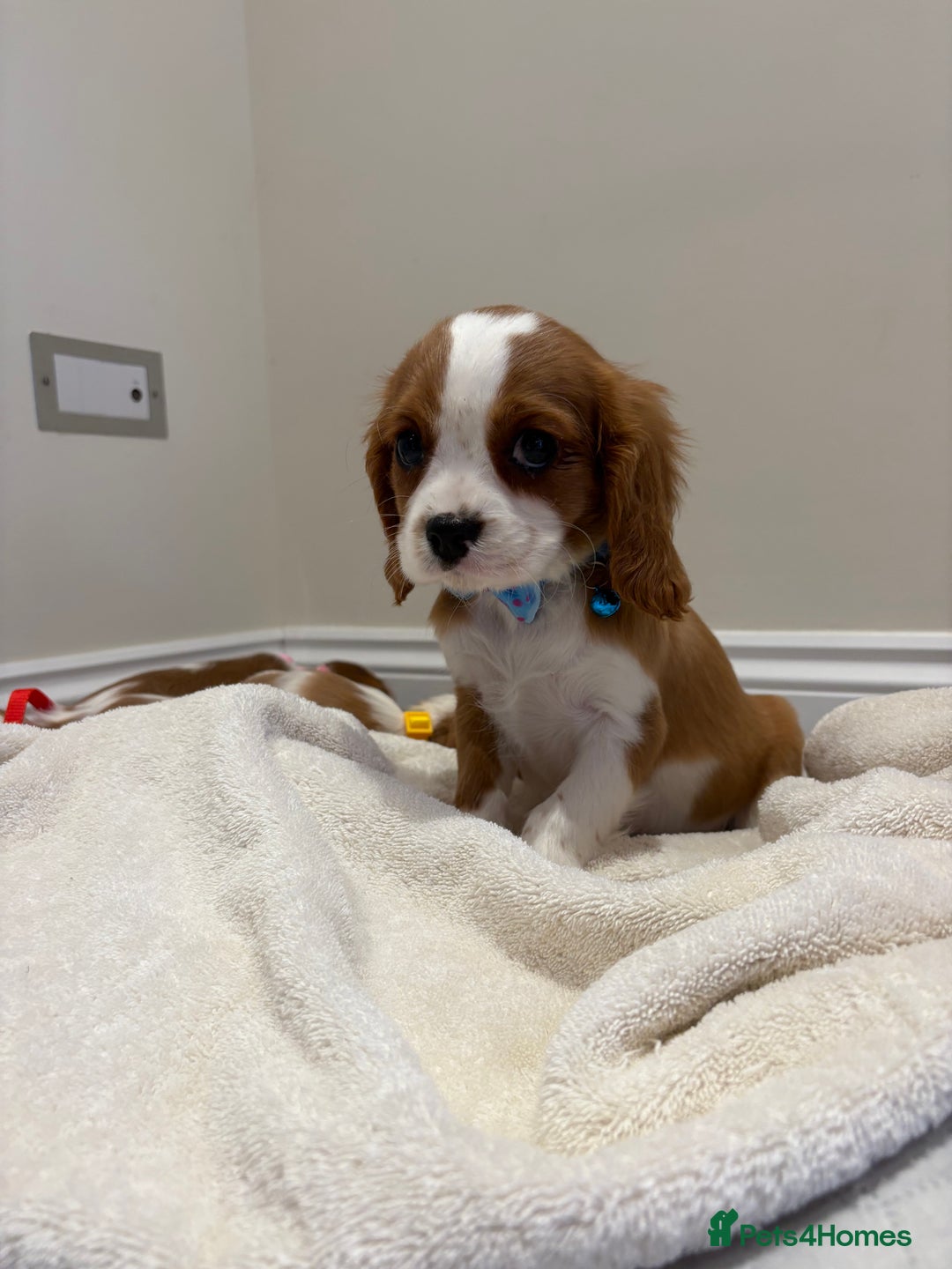 Cavalier King Charles Spaniel dogs for sale: Extensively health tested parent cavalier puppy’s  - Image 24
