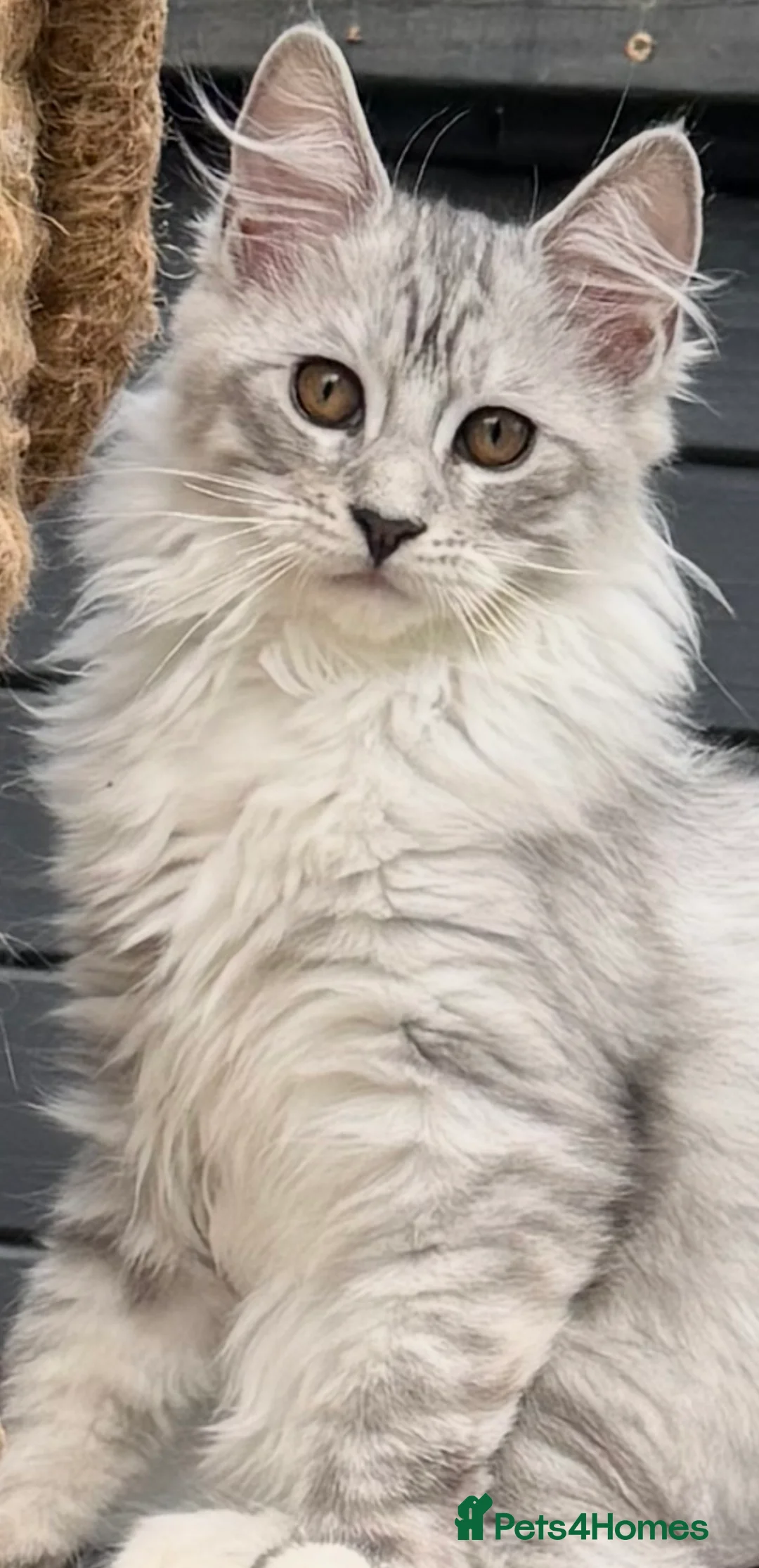 Ragcoon cats for sale: Stunning Ragcoons (Ragdoll x Mainecoon) Kittens in Woodhall Spa - Advert 2