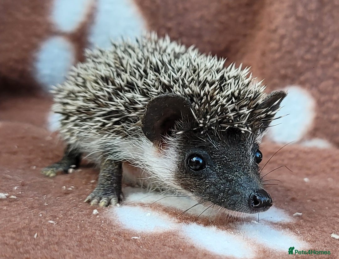 Pygmy Hedgehog rodents for sale: African Pygmy Hedgehog Hoglets  - Image 4