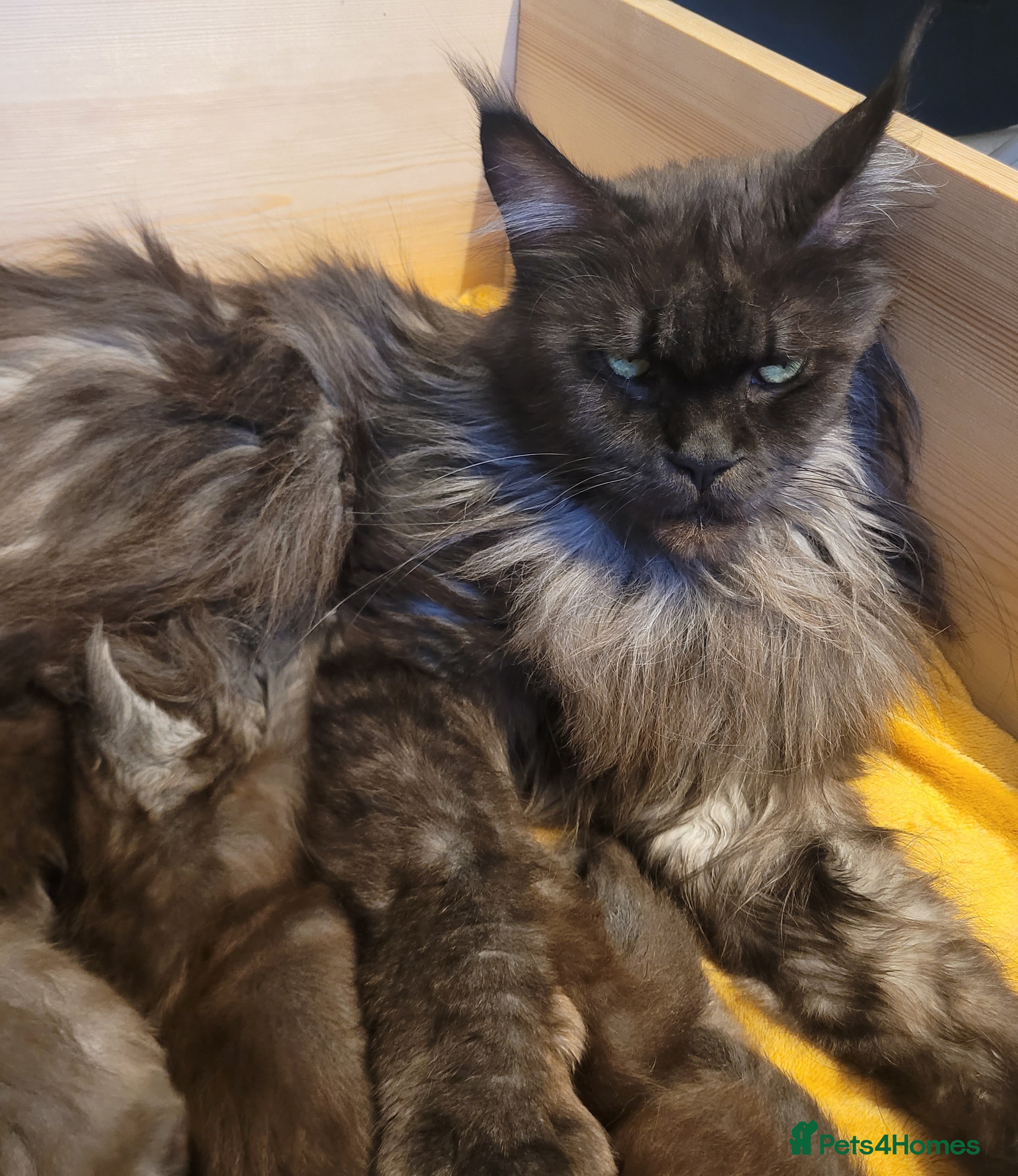 Maine Coon cats STUNNING Maine Coon Registered kittens - Advert 1