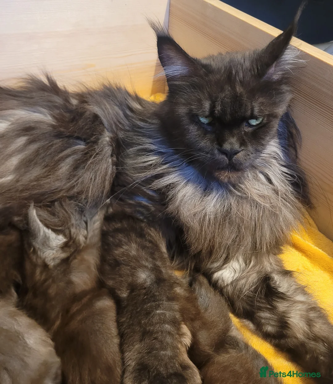 Maine Coon cats for sale: STUNNING Maine Coon Registered kittens - Advert 1