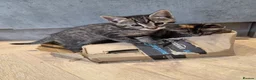 Mixed Breed cats for sale: 🐾 Beautiful Tabby Kittens Ready to Melt You Heart - Advert 24