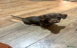Miniature Dachshund dogs for sale: Beautiful chocolate and tan female  - Advert 1