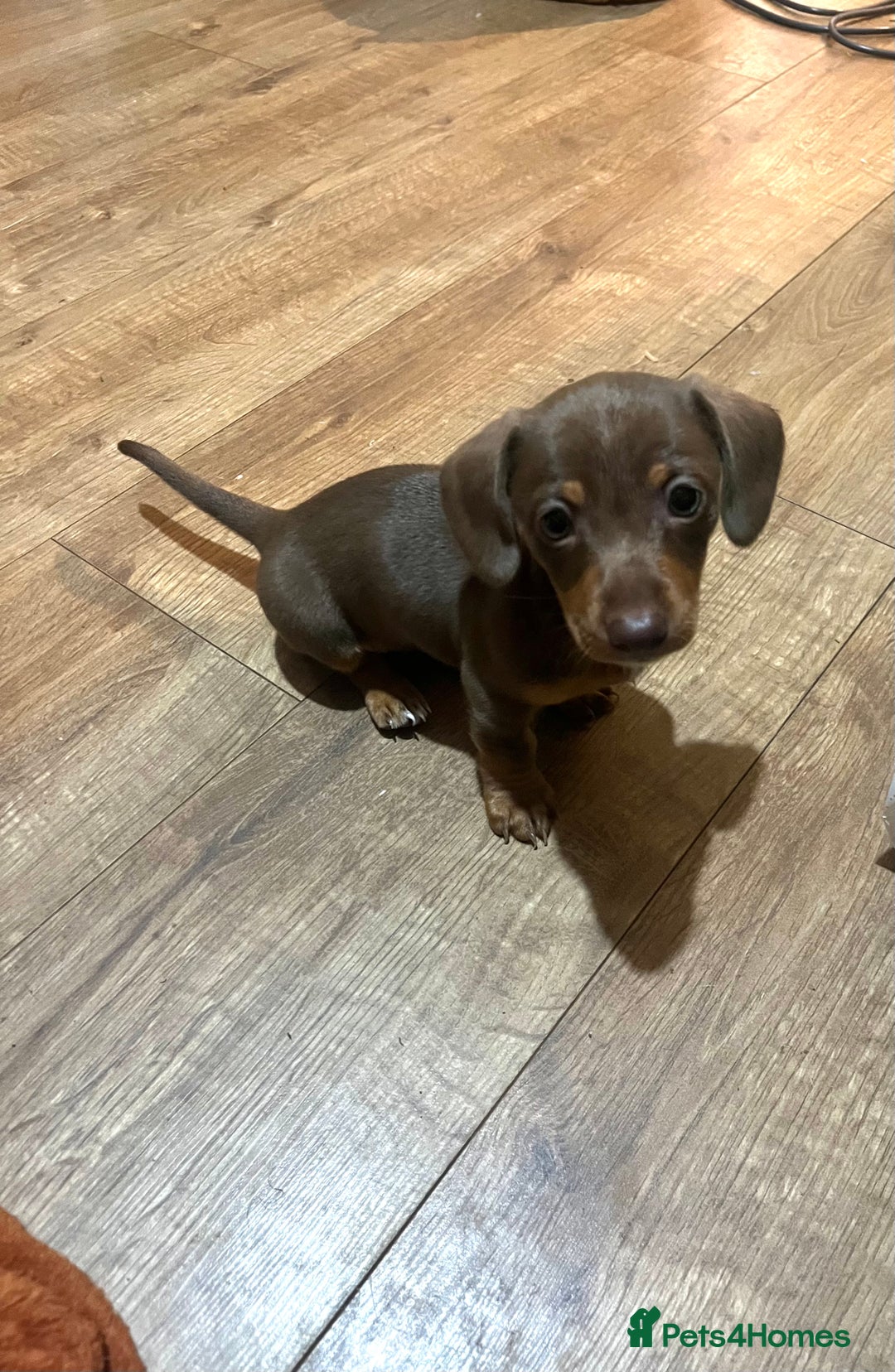 Miniature Dachshund dogs for sale: Beautiful chocolate and tan female  - Advert 1