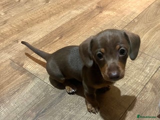 Miniature Dachshund dogs - Advert 5