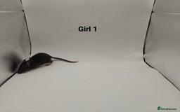 Rat rodents for sale: October Litters: 32 Rats For Sale - Image 9