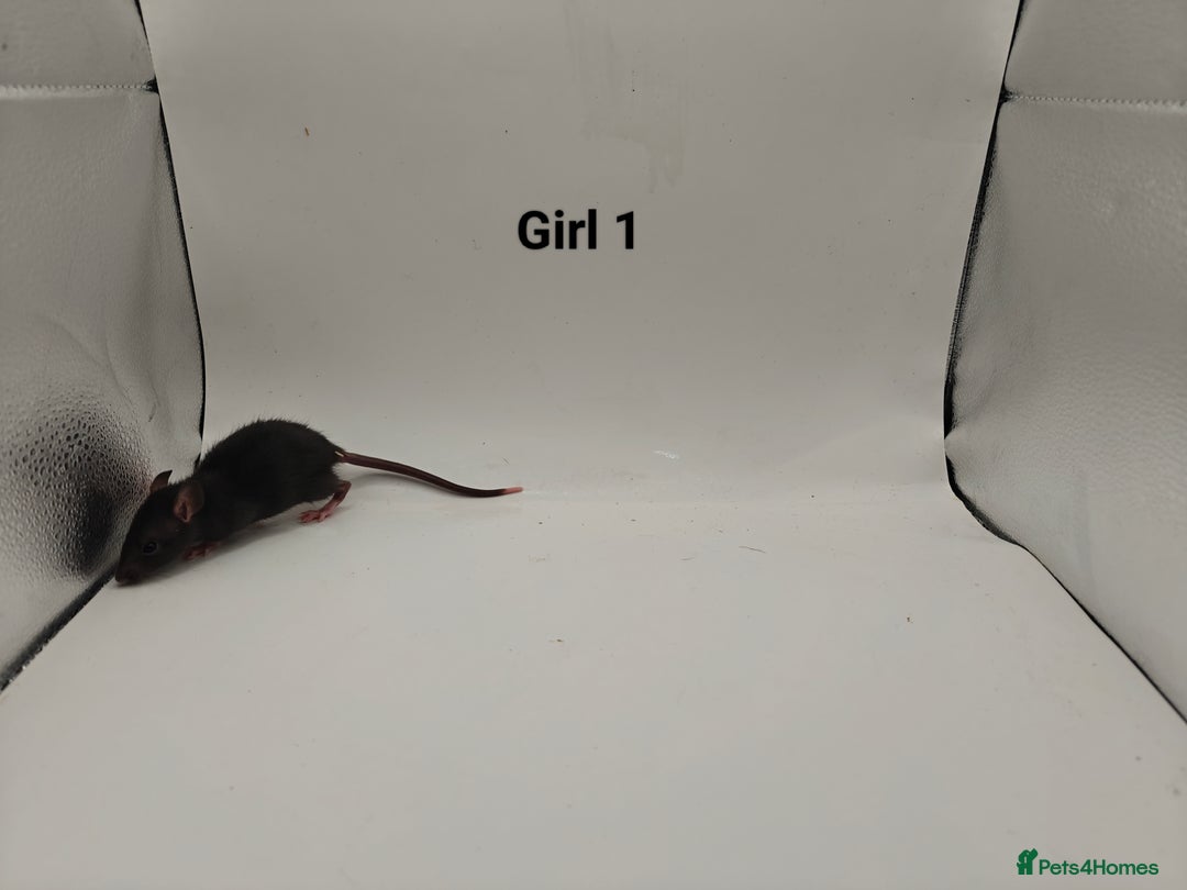 Rat rodents for sale: October Litters: 32 Rats For Sale - Image 9