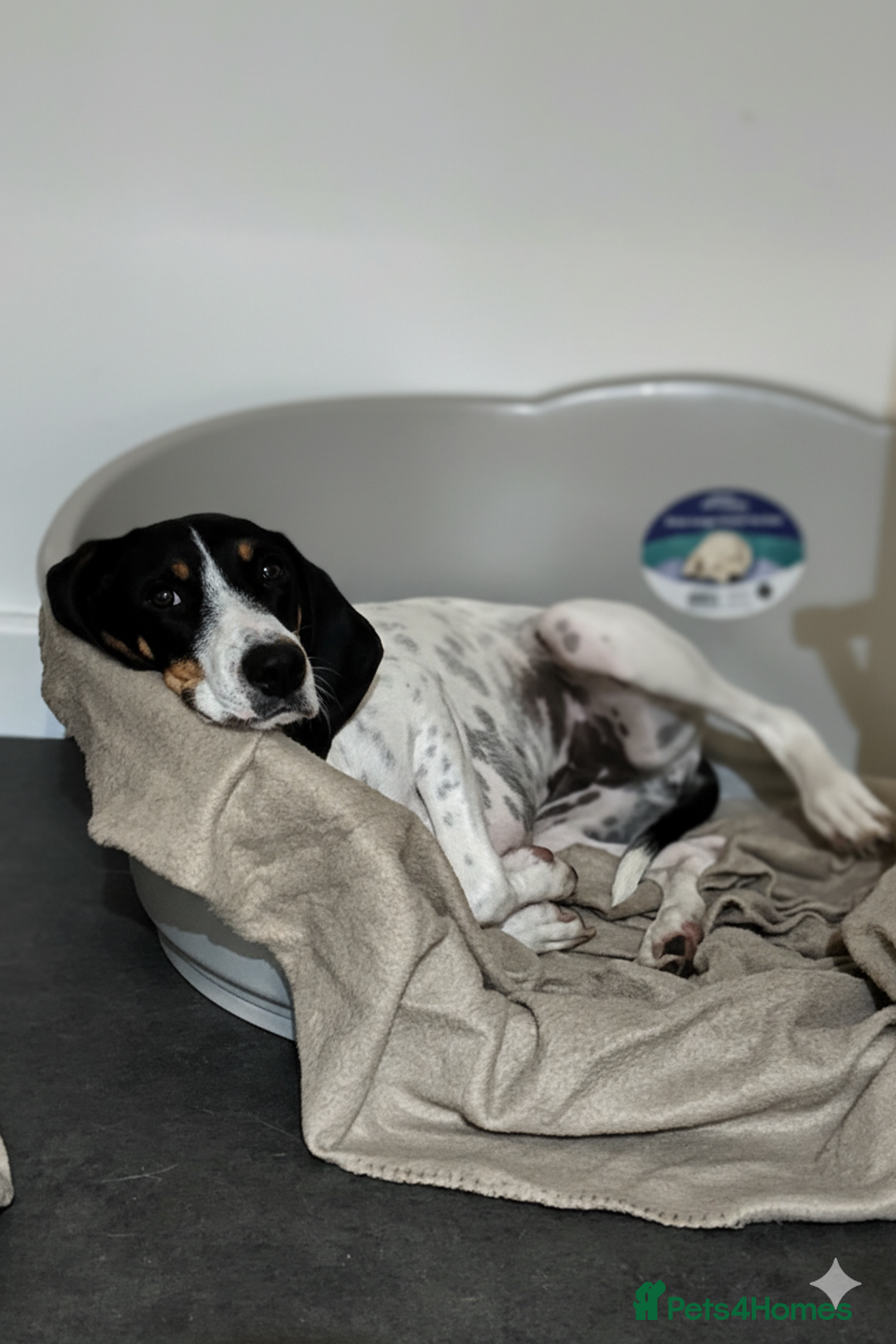 Mixed Breed cats for adoption: Lisbon - Sweetheart Dog with much love to give.  - Image 4