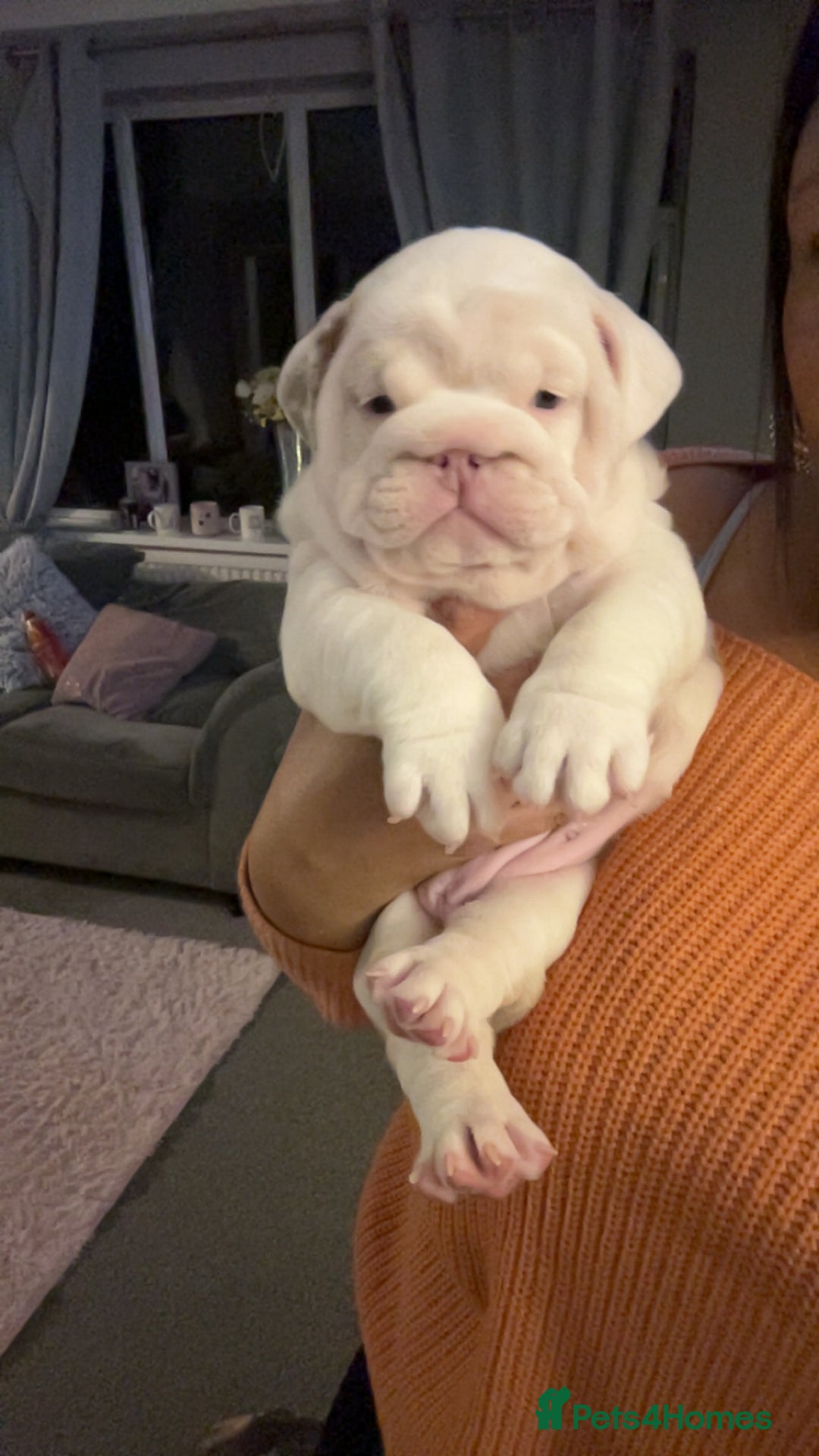 English Bulldog dogs for sale: Last Female English bulldog puppy  - Advert 30
