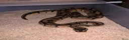 Python Snake reptiles for sale: Ball pythons  - Advert 2