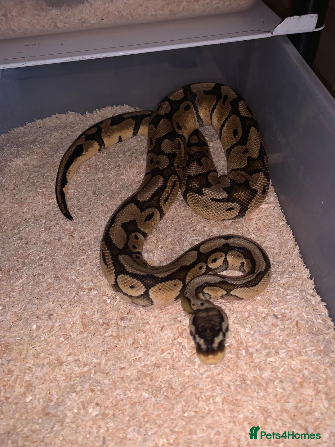 Python Snake reptiles for sale: Ball pythons  - Advert 2