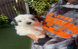 Mixed Breed dogs for sale: Cockapoo x Maltese (Maltipoo) - Image 20