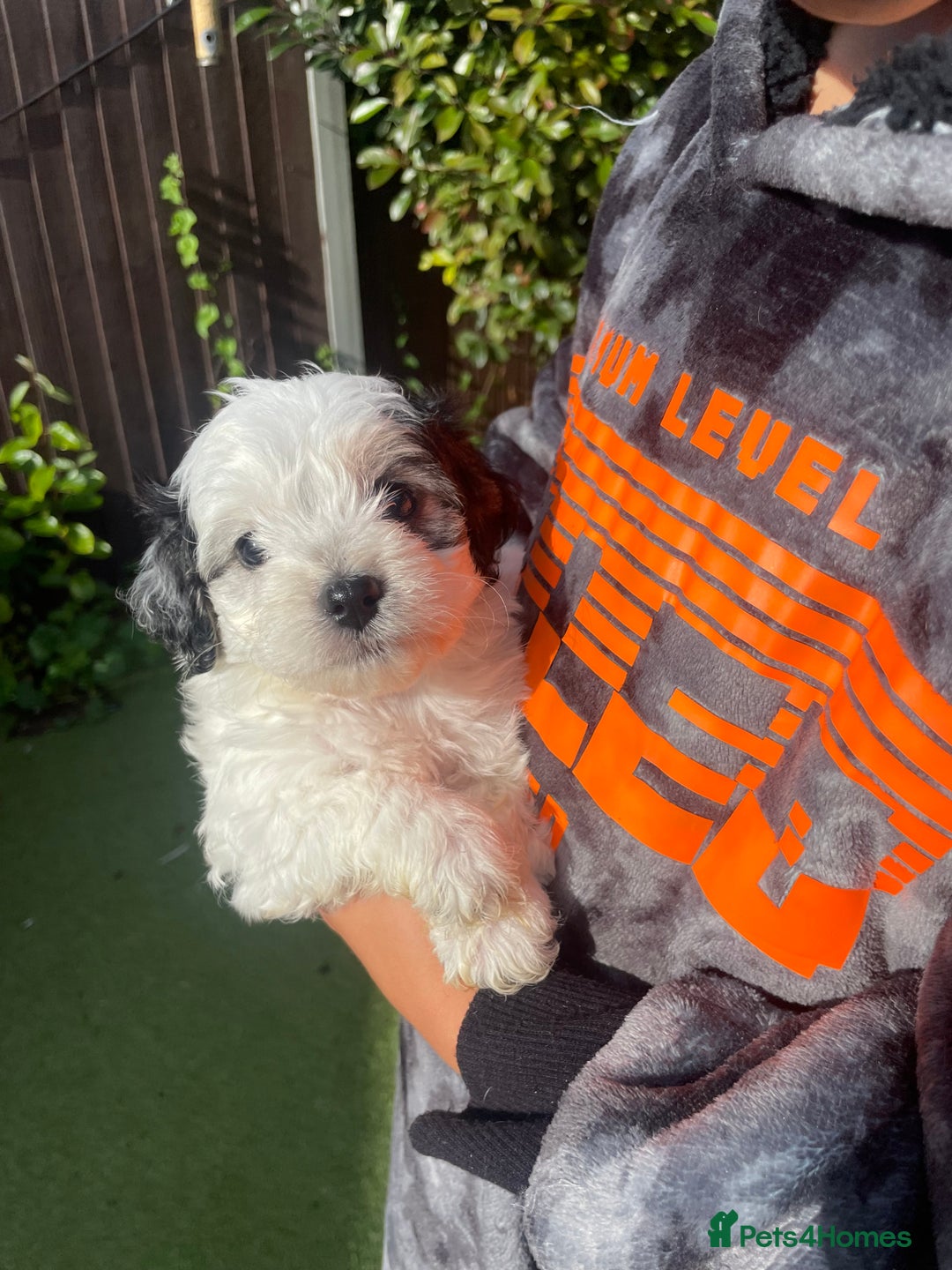 Mixed Breed dogs for sale: Cockapoo x Maltese (Maltipoo) - Image 20