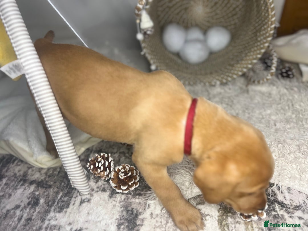 Labrador Retriever dogs for sale: Champion line KC reg dark Red Fox Yellow Labrador  - Advert 33