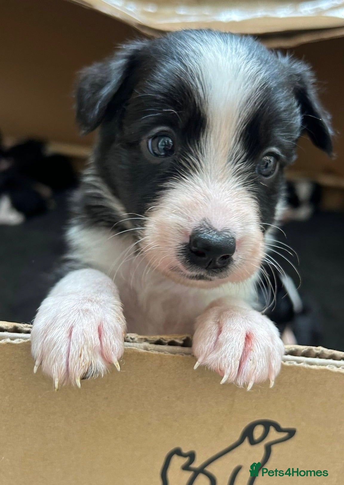 Border Collie dogs Beautiful Border Collie pups - Advert 2