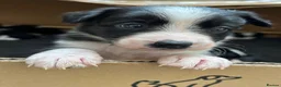 Border Collie dogs for sale: Beautiful Border Collie pups - Advert 2
