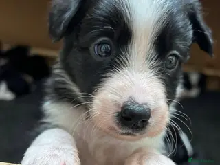 Border Collie dogs Beautiful Border Collie pups - Advert 2