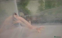 Frog reptiles for sale: Male African Clawed Frog - Image 1