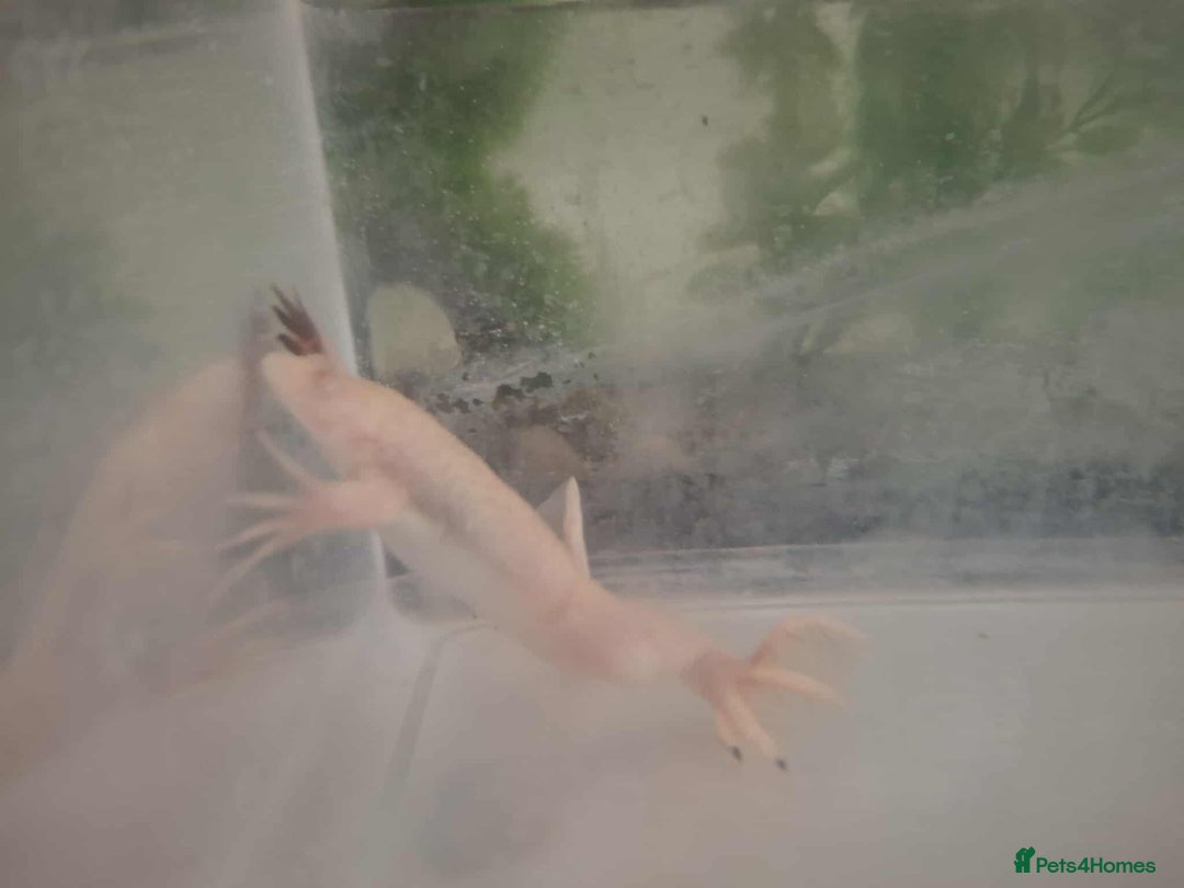 Frog reptiles for sale: Male African Clawed Frog - Image 1