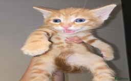 Ragdoll cats for sale: Ragdoll bengal mix  - Image 10