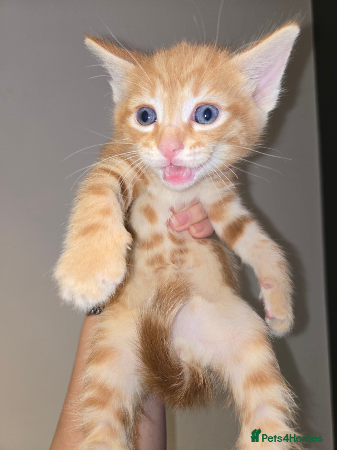 Ragdoll cats for sale: Ragdoll bengal mix  - Image 10