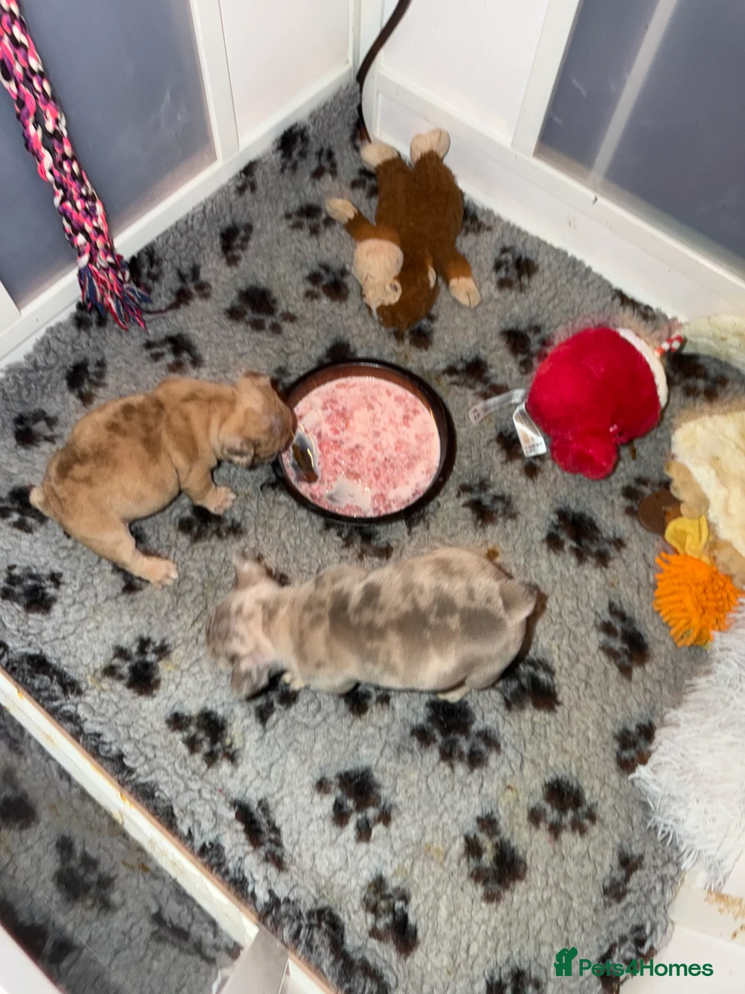 French Bulldog dogs for sale: French bulldog puppies  - Advert 9