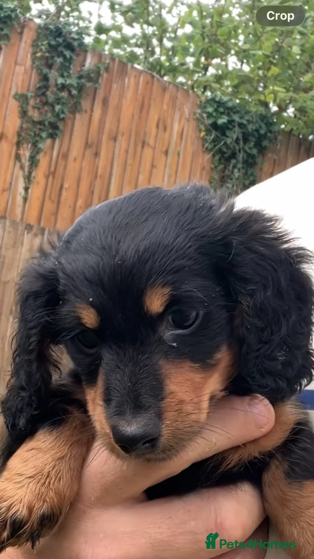 Miniature Dachshund dogs for sale: Stunning fluffy  boy and girl  - Advert 2
