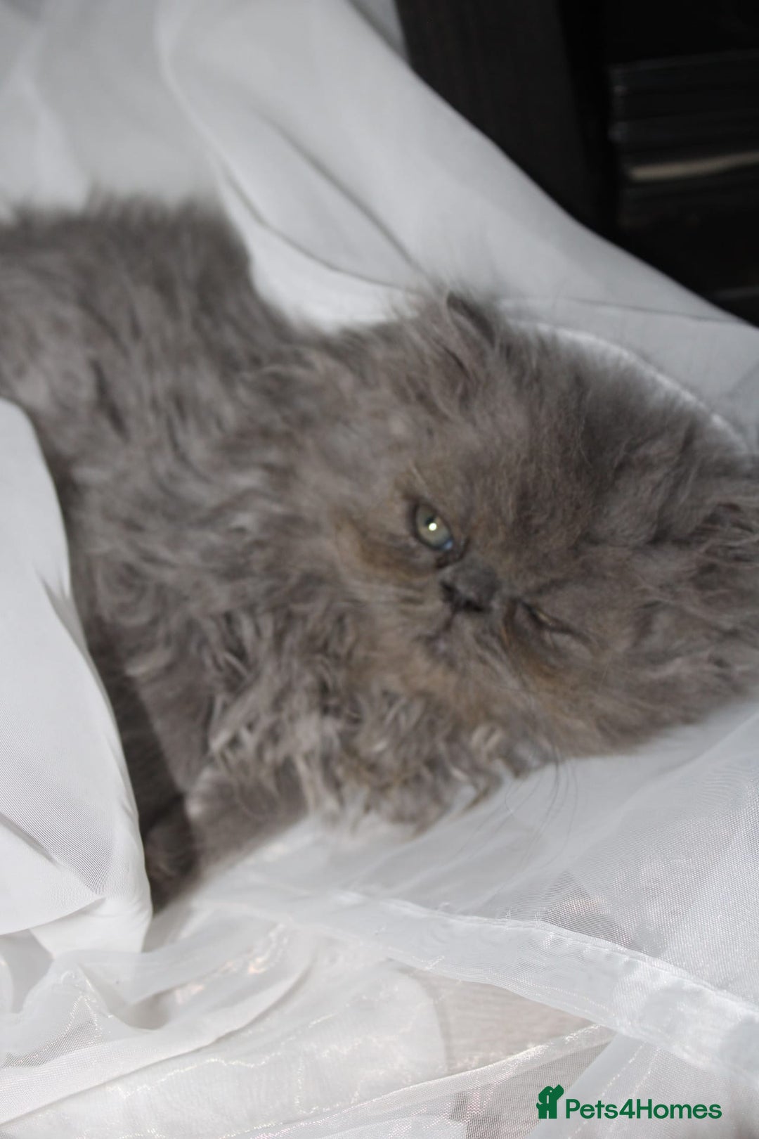 Persian cats for sale: Beautiful Female Kittens Ready for Loving Homes - Advert 5