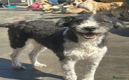 Mixed Breed dogs for adoption: Irina - Norwich Norfolk  - Image 1