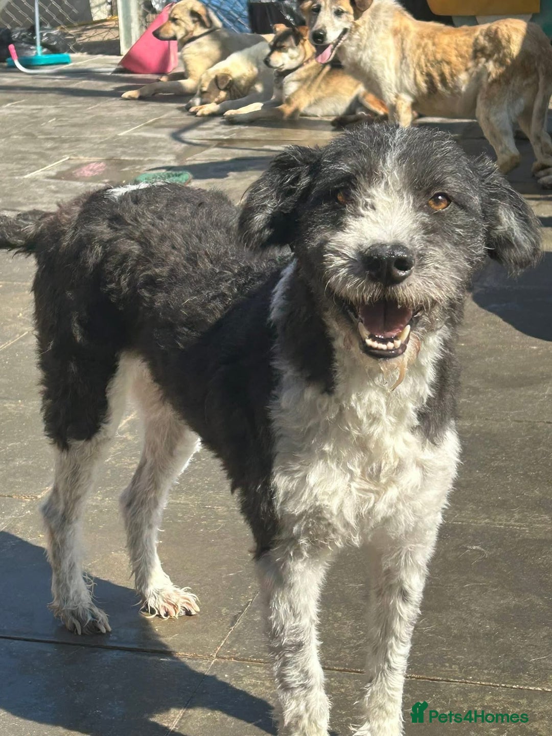 Mixed Breed dogs for adoption: Irina - Norwich Norfolk  - Image 1