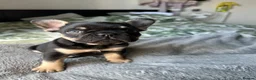 French Bulldog dogs for sale: Last Pedigree Frenchie in Ilford - Advert 6