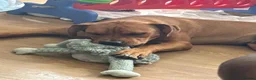 Mixed Breed dogs for sale: Experienced Home Needed❤️ - Advert 3