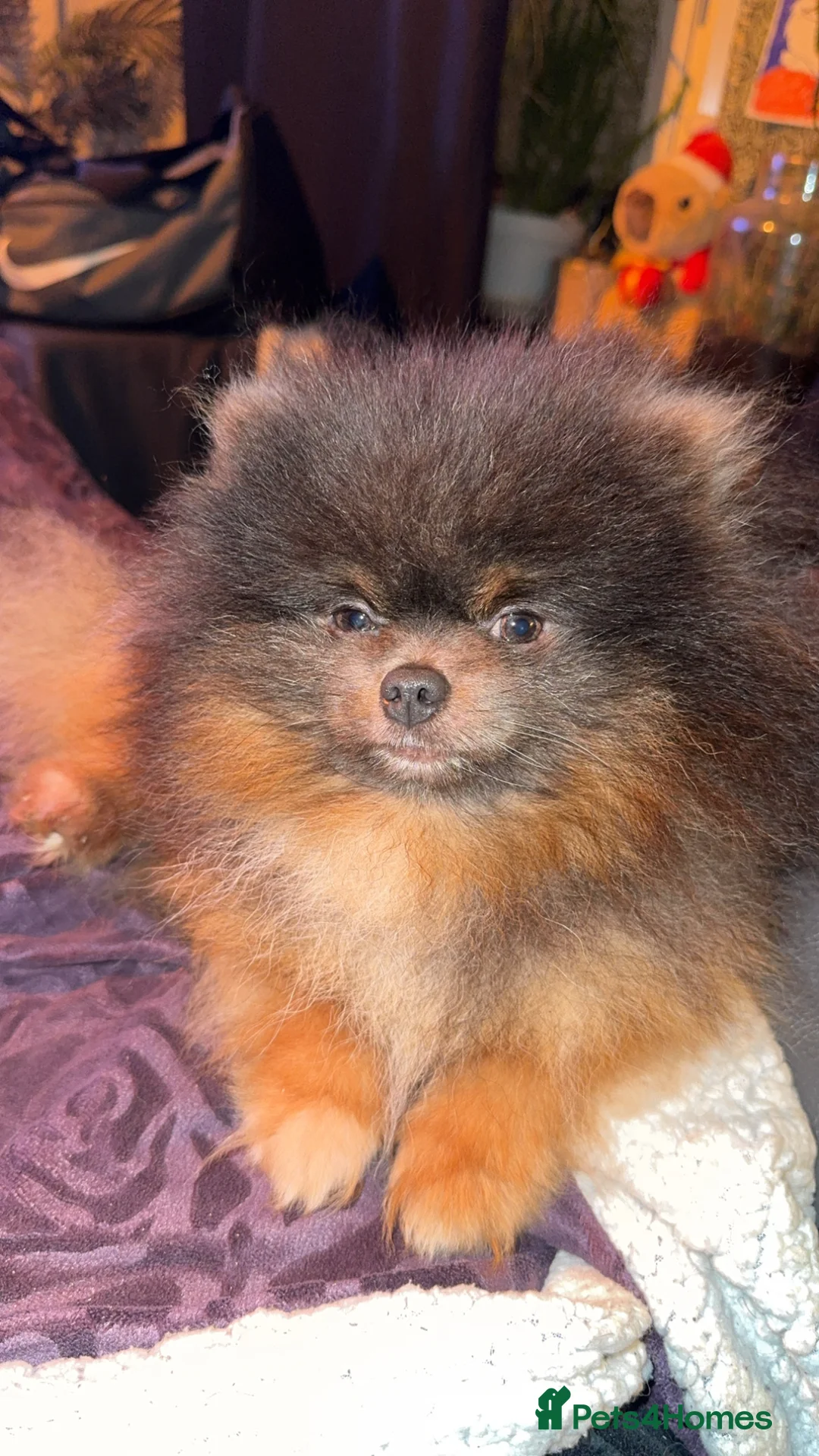 Pomeranian dogs for sale: 2 sweet tiny boys! - Advert 4