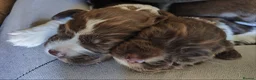 English Springer Spaniel dogs for sale: Gorgeous KC reg ES spaniel Pups - Advert 2