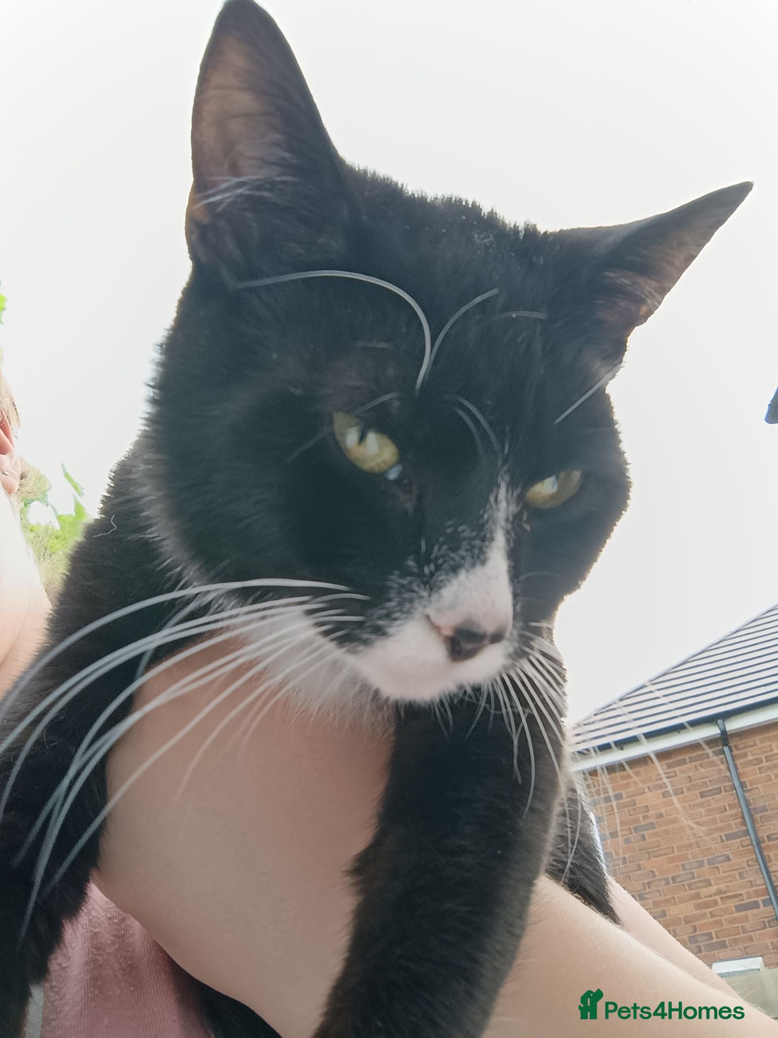 Mixed Breed cats Happy and healthy Tuxedo Tomcat - Advert 1