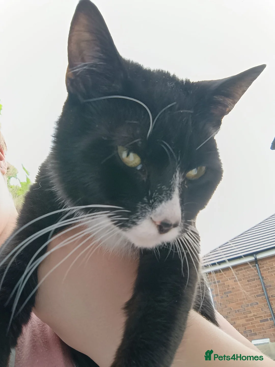 Mixed Breed cats for sale: Happy and healthy Tuxedo Tomcat - Advert 1