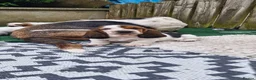 Basset Hound dogs for sale: Basset Hound pups KC registered  - Advert 6
