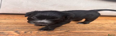 Sprocker 4