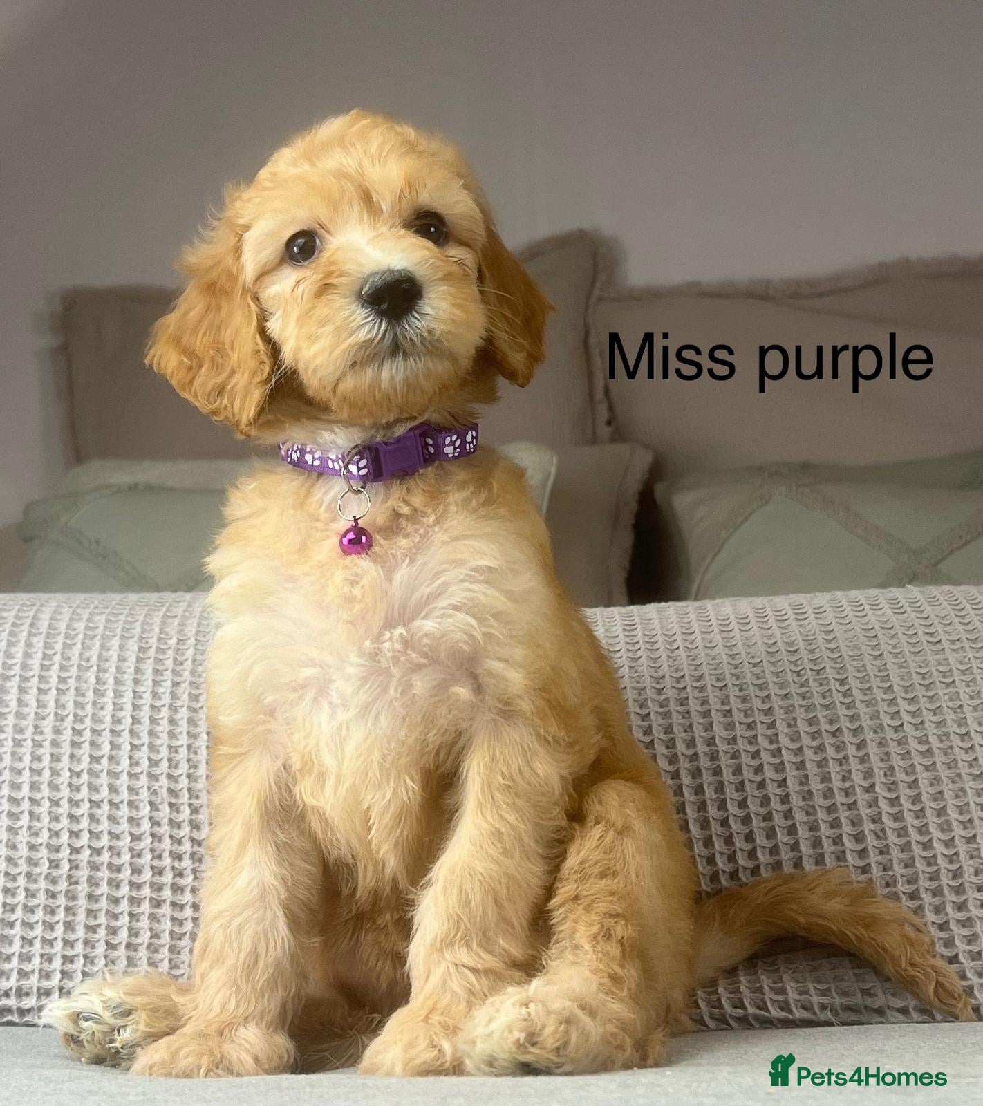 Irish Doodle dogs The perfect Doodle - Advert 1