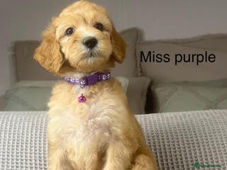 Irish Doodle dogs The perfect Doodle - Advert 2