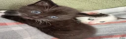 Mixed Breed cats for sale: 4 beautiful kittens for sale in Rhyl - Advert 6