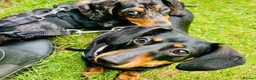 Miniature Dachshund dogs for sale: OUTSTANDING INSTAGRAM MINI DACHSHUNDS  - Advert 8