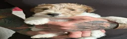 Fox Terrier dogs for sale: Pedigree Wire Haired Fox Terrier puppies for sale - Advert 15