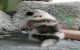 Pomeranian dogs for sale: Pomeranian puppies looking for their forever homes - Image 11