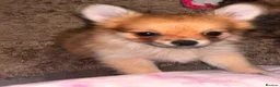 Pomchi dogs for sale: Beautiful Pomchi puppies  in Peterborough - Advert 3