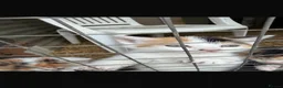 Mixed Breed cats for sale: Kittens for sale in Northampton - Advert 6