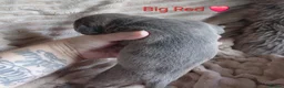 Staffordshire Bull Terrier dogs for sale: Blue and White staffy pups for sale in Salford - Advert 8