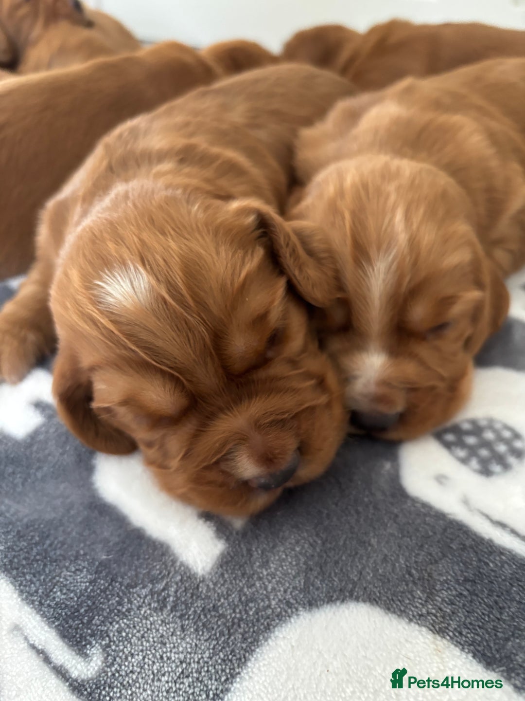 Cocker Spaniel dogs for sale: Litter of KC registered Working cocker spaniels - Advert 12